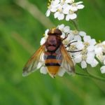 Stadsreus - Volucella Zonaria