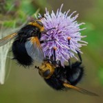 Stekelsluipvlieg - Tachina grossa