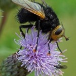 Stekelsluipvlieg - Tachina grossa