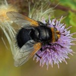 Stekelsluipvlieg - Tachina grossa