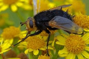 Stekelsluipvlieg - Tachina grossa