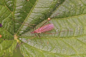 Steltmug -Cheilotrichia cinerascens