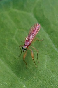 Dansvliegen - Phyllodromia melanocephala