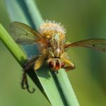 Gele Strontvlieg -met schimmel-Entomophthora cf muscae