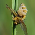 Gele Strontvlieg -met schimmel-Entomophthora cf muscae