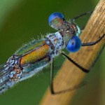 Tangpantserjuffer -Lestes dryas