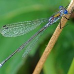 Tangpantserjuffer -Lestes dryas