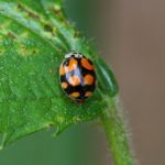 Tienstippelig Lieveheersbeestje - Adalia decempunctata