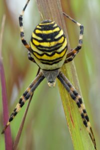 Tijgerspin - Argiope bruennichi