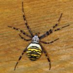 Tijgerspin - Argiope bruennichi