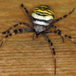 Tijgerspin - Argiope bruennichi