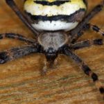 Tijgerspin - Argiope bruennichi