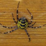 Tijgerspin - Argiope bruennichi