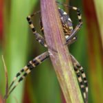 Tijgerspin - Argiope bruennichi