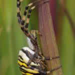 Tijgerspin - Argiope bruennichi