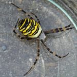 Tijgerspin - Argiope bruennichi