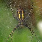 Tijgerspin - Argiope bruennichi