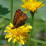 Titania's parelmoervlinder -Boloria titania