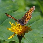 Titania's parelmoervlinder -Boloria titania