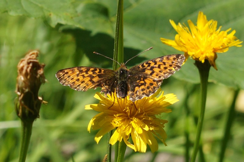 Titania's parelmoervlinder -Boloria titania