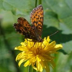 Titania's parelmoervlinder -Boloria titania