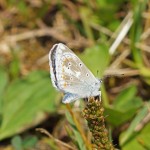 Turkooisblauwtje -Polyommatus dorylas