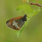 Tweekleurig Hooibeestje -Coenonympha arcania