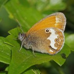 Tweekleurig Hooibeestje -Coenonympha arcania