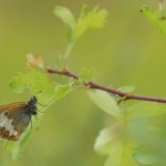 Tweekleurig Hooibeestje -Coenonympha arcania