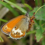 Tweekleurig Hooibeestje -Coenonympha arcania