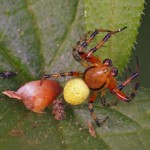 Komkommerspinnen - Araniella spec-Araniella opisthographa