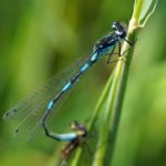 Variabele Waterjuffer 18+- Coenagrion pulchellum