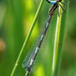 Variabele Waterjuffer - Coenagrion pulchellum