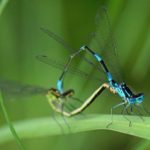 Variabele Waterjuffer 18+ - Coenagrion pulchellum