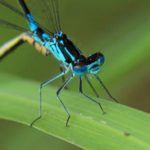 Variabele Waterjuffer - Coenagrion pulchellum