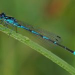 Variabele Waterjuffer - Coenagrion pulchellum