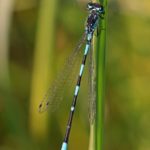 Variabele Waterjuffer - Coenagrion pulchellum