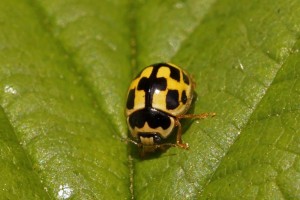 Veertienstippelig Lieveheersbeestje -Propylea quatuordecimpunctata