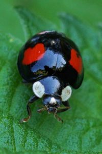 Viervlekkig Aziatisch lieveheersbeestje - Harmonia axyridis f. spectabilis.