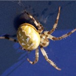 iervlekwielwebspin-Araneus-quadratus