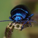 Blauwe muntgoudhaan Chrysolina coerulans