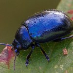 Blauwe muntgoudhaan Chrysolina coerulans