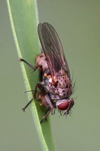 Echte vliegen -Coenosia tigrina