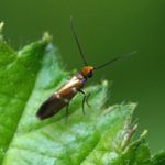 Vroege Oermot -Micropterix aruncella