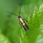 Vroege Oermot -Micropterix aruncella