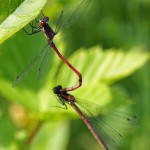 Vuurjuffer Pyrrhosoma nymphula 18+