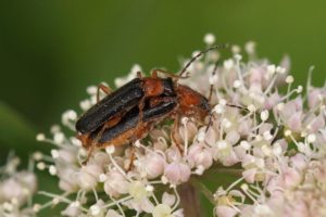 Weekschildkevers -Cantharis thoracica