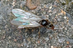 Wegmier -Lasius niger