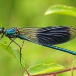 Weidebeekjuffer -Calopteryx splendens