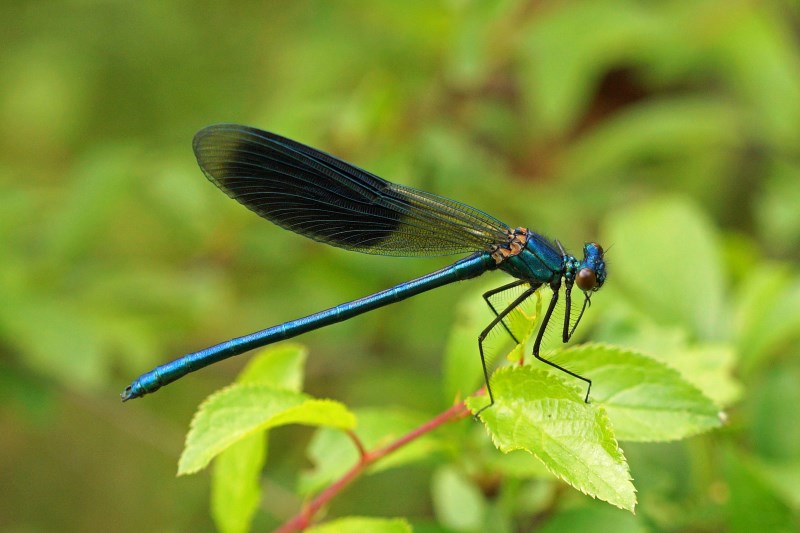 Weidebeekjuffer -Calopteryx splendens